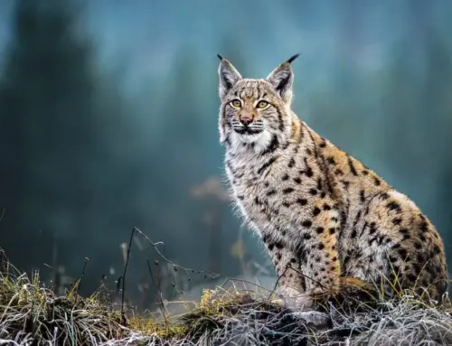 Šumski duh Hajle: Povratak čuvara ravnoteže