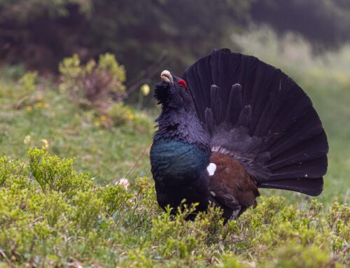 Tetrijeb gluhan: nevidljivi čuvar šume na Hajli