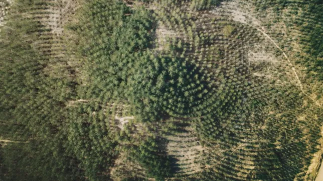 Agnès Dénes, Tree Mountain, A Living Time Capsule, 1992Photo: The Shed